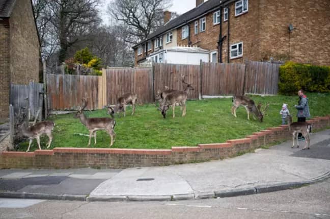 Deer taking over an empty neighbourhood in east London recently. Credit: SWNS