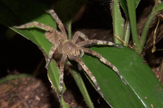 Brazilian wandering spider (Phoneutria fera). Credit: Alamy