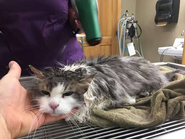 Fluffy being treated at the clinic. Credit: Animal Clinic of Kalispell