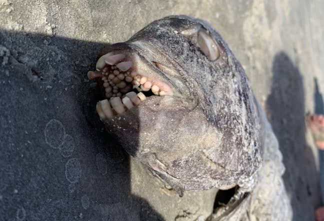 The Sheepshead is known for its strange teeth which they use to chew on shrimps and crabs. Credit: Pen News