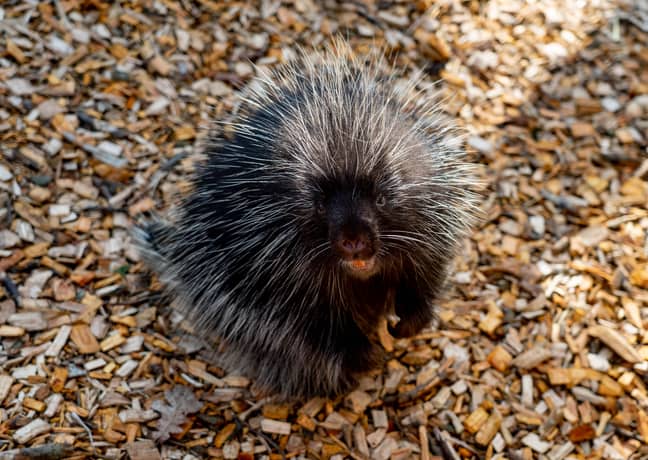 The officers admitted to killing 11 porcupines (stock image). Credit: PA