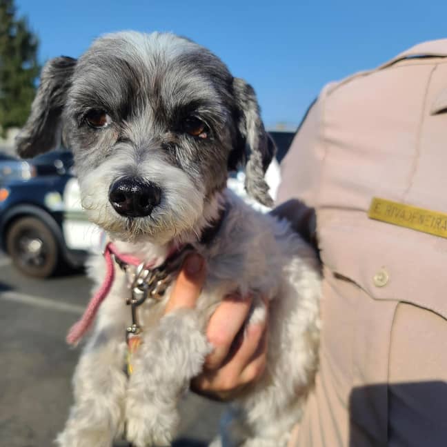 Little Boomer had to be saved from a hot car by a passer-by. Credit: Riverside County Sheriff's Department