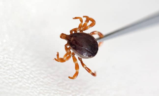 A hyalomma tick, one of the principle carriers of CCHF. Credit: Alamy