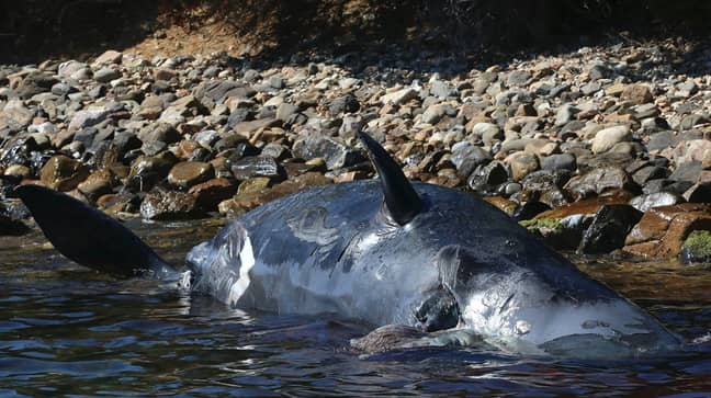 The pregnant whale had 22 kg of plastic in her stomach. Credit: SEAME Sardinia