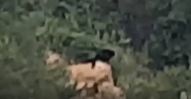 The video offers an extremely rare glimpse of the evasive animal. Credit: Wild Heart Wildlife Foundation 