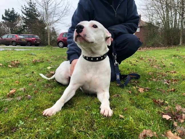 Snoop is enjoying his new life with Laurence. Credit: RSPCA