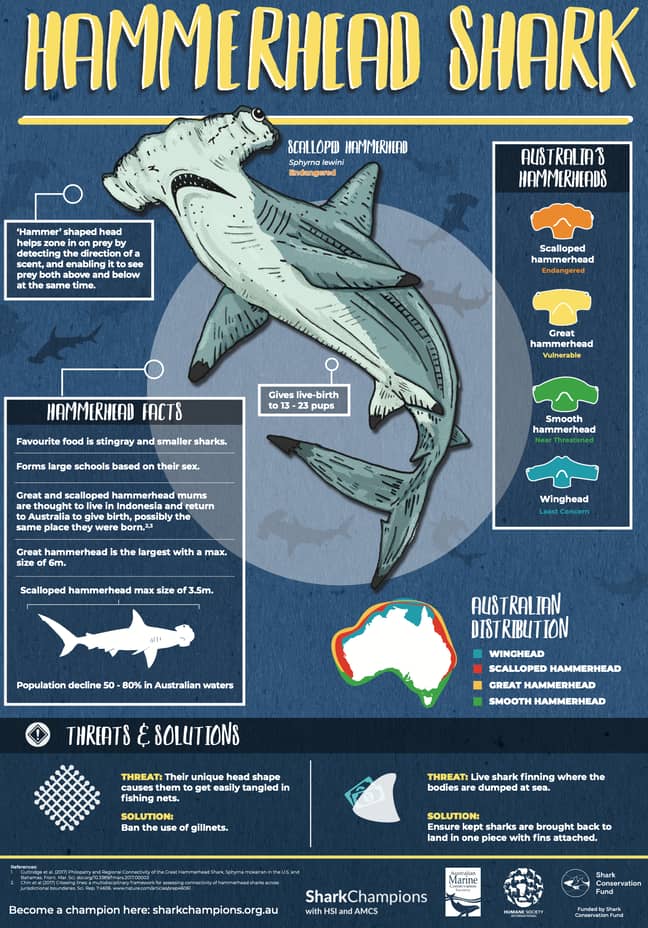 Fun facts about hammerhead sharks. Credit: Australian Marine Conservation Society