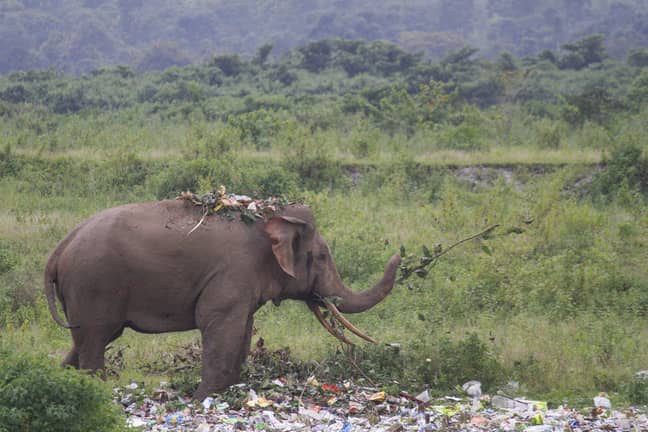 The elephant could be seen 'snacking on plastic'. Credit: Caters