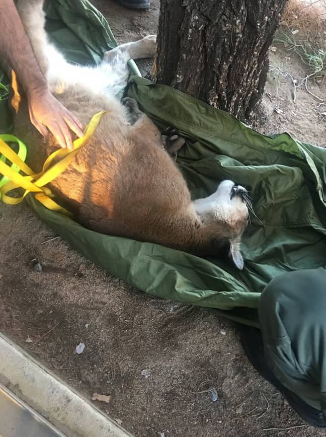 Firefighters and animal handlers were called out to deal with the mountain lion. Credit: California Department of Fish & Wildlife.