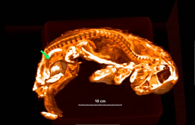 3D image of Sparta, sectioned to show the inside structure - with the green arrow showing the location of the uterus-like organ. Credit: Centre for Palaeogenetics