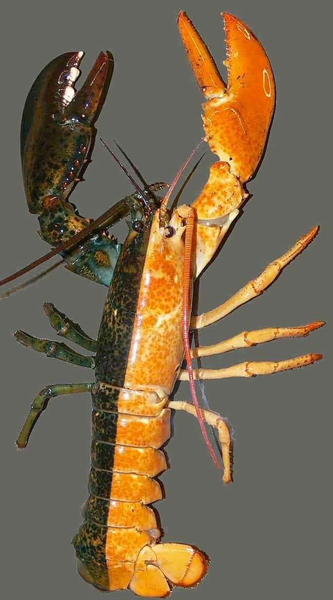 A lobster with the same abnormality as the northern cardinal. Credit: University of Alberta