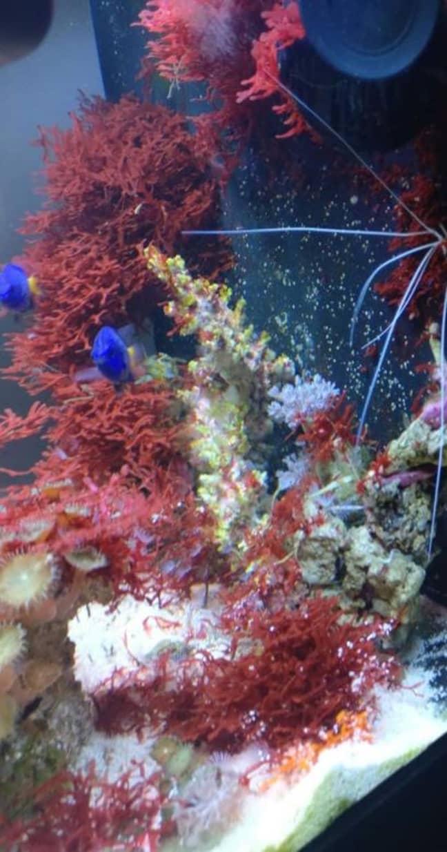 A close up of the inside of the fish tank. Credit: Cascade News 