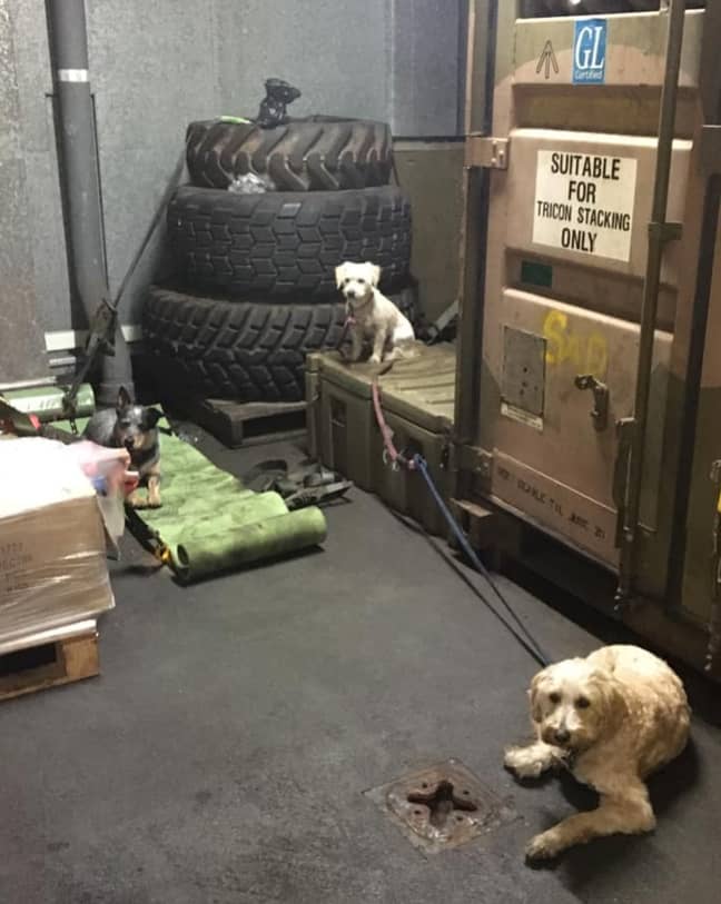 The dogs were being kept safe on the ship. Credit: Storyful/Cassandra Smith 