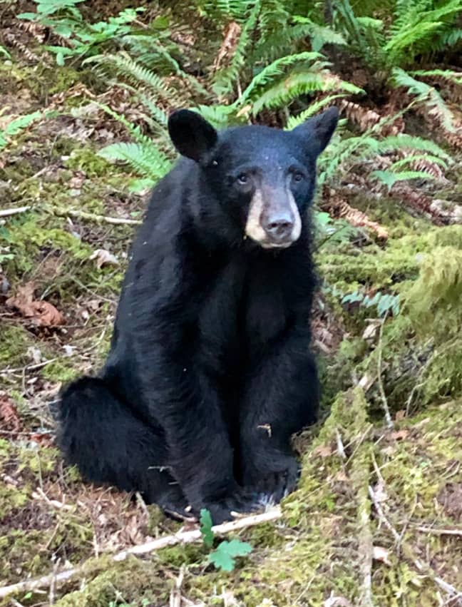 The male bear was shot after becoming too accustomed to taking selfies with tourists. Credit: Washington County Sheriff's Department