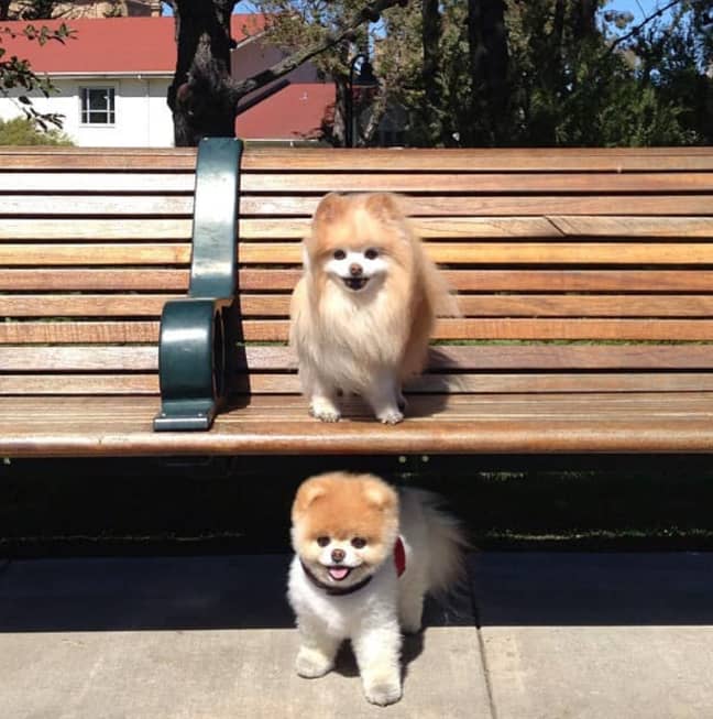 Boo and Buddy. Credit: Boo the Pomeranian/Facebook