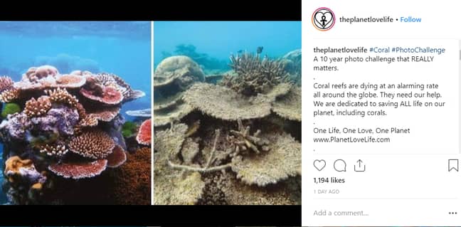 Reportedly half of the Great Barrier Reef has disappeared since 2016. Credit: Instagram