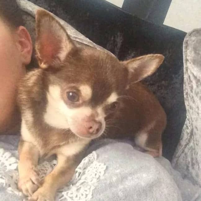 Gizmo was stolen from his owner's garden. Credit: Becca Louise Hill