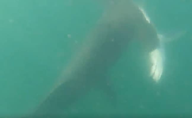 The hammerhead ultimately got the feed it was after. Credit: ABC