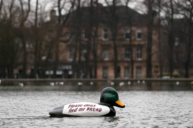 Giant plastic ducks were placed in the pond in Queens Park, Glasgow, to deter people from feeding the ducks bread. Credit: PA