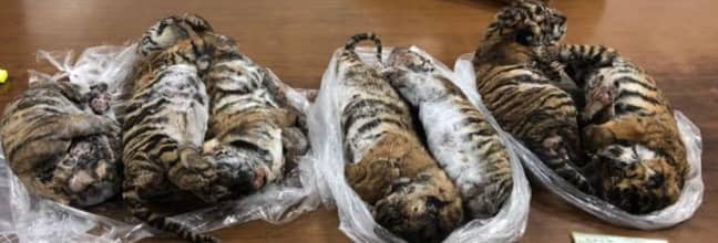The frozen tiger carcasses were found in a Hanoi parking lot. Credit: Getty