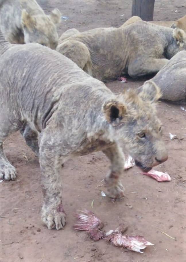 The lions were found in filthy conditions. Credit: HSI.org