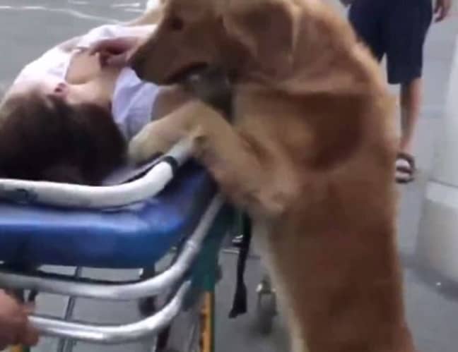 A dog refused to leave his owner's side when she collapsed. Credit: Pear Video 