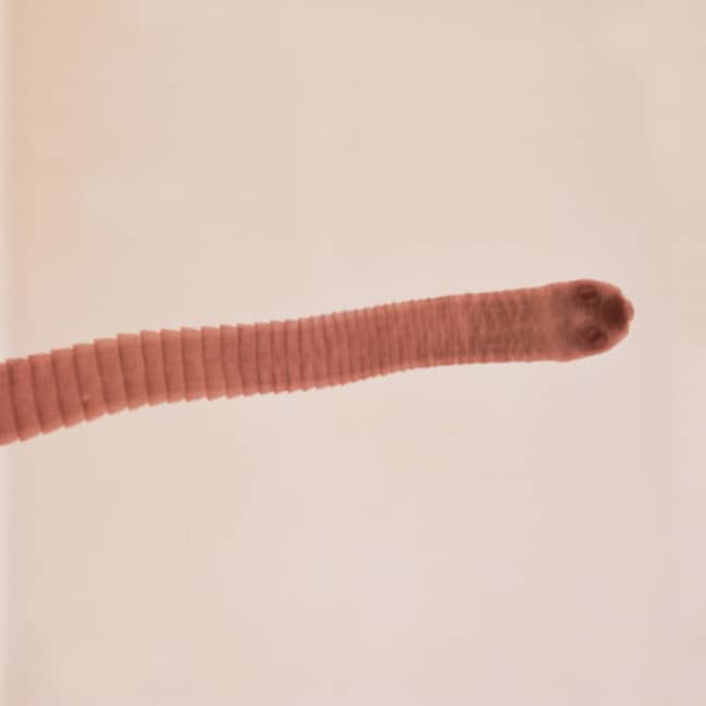 A close up of a tapeworm. Credit: PA