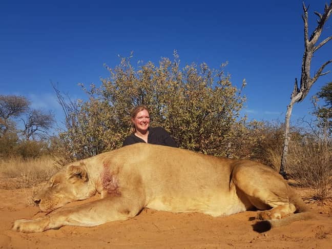 Carolyn Carter with one of the lions. Credit: Facebook/Legelela Safaris