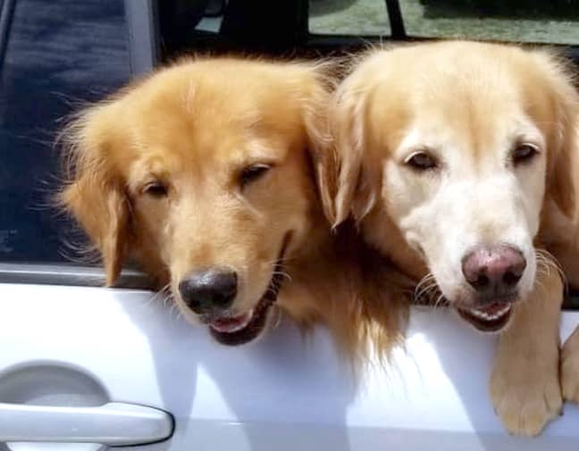 Finn and Nemo are the pair of randy golden retrievers who hilariously ruined a family portrait by getting it on in front of the camera. Credit: Storytrender