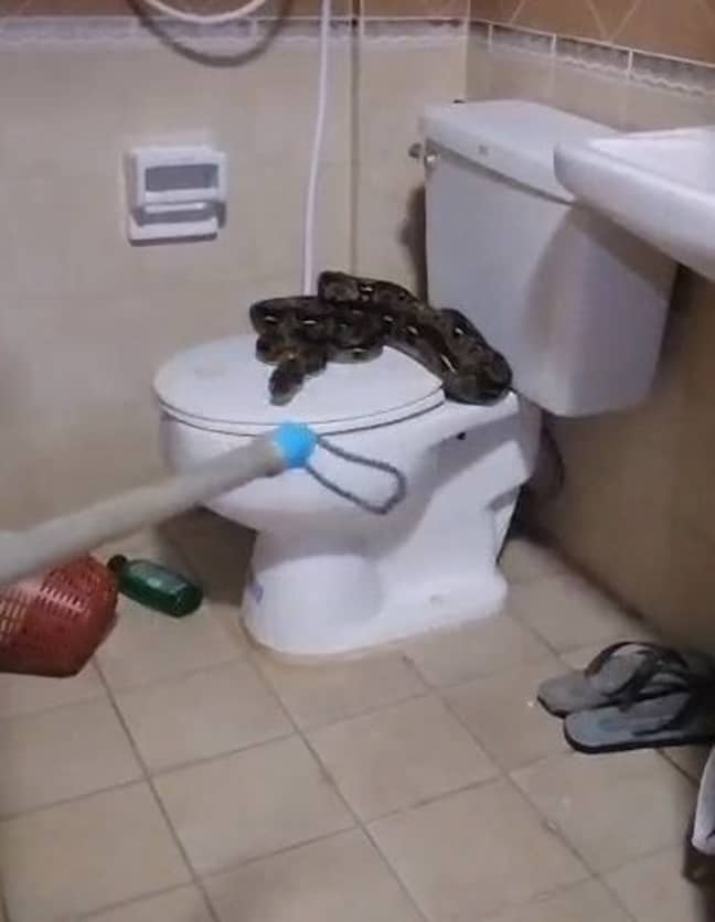 Rescue workers discovered the snake curled up on the toilet seat. Credit: Viral Press