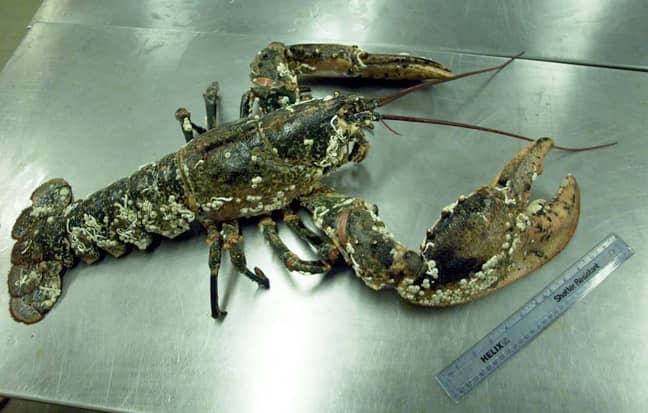 Boiling Lobsters Alive Set To Be Finally Banned In The UK