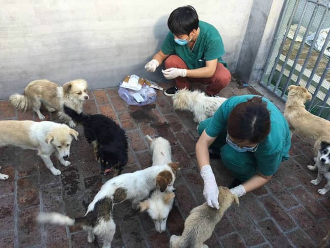 Vets treating the rescued puppies. Credit: Humane Society International
