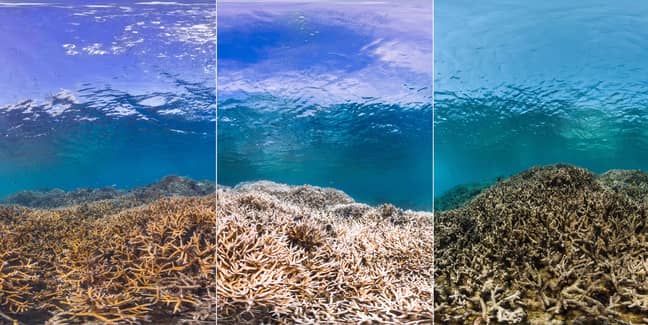 Before And After Of The Great Barrier Reef Coral Bank Credit: The Ocean Agency / XL Catlin Seaview Survey