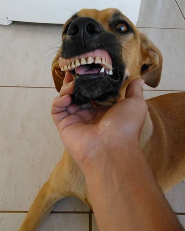 Dog Has Owner In Stitches After Digging Up Pair Of False Teeth - LADbible