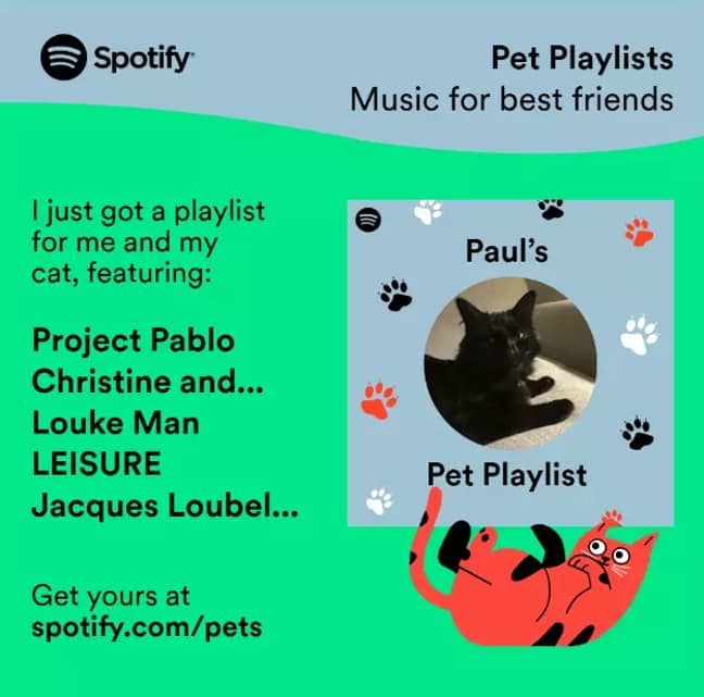 What an outstanding specimen of a cat. Credit: Spotify