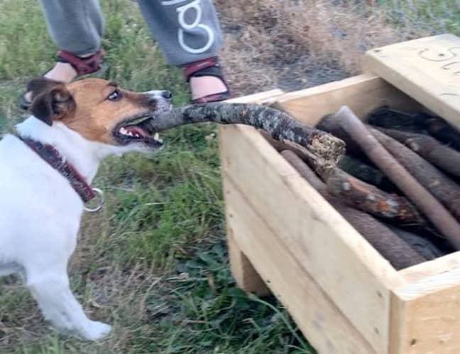The stick library has proved popular with dogs and owners in the area. Credit: Caters