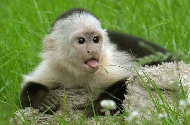 White headed capuchin Mally sits on the grass in the new monkey open-air enclosure at Serengeti. Credit: PA