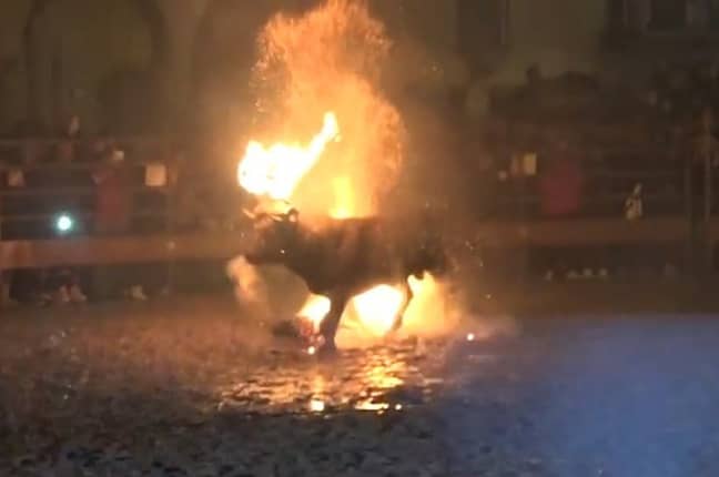 Toro De Fuego sees bulls set on fire. Credit: AnimaNaturalis