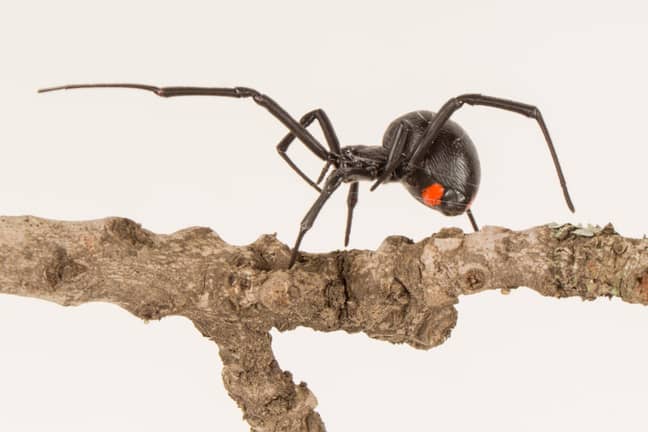 Females of the he Phinda Button spider have distinctive red markings. Credit: Pen News