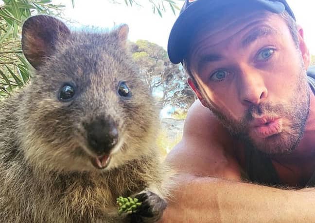 Chris Hemsworth Snaps Selfie With Quokka Before Feeding It From His Mouth -  LADbible