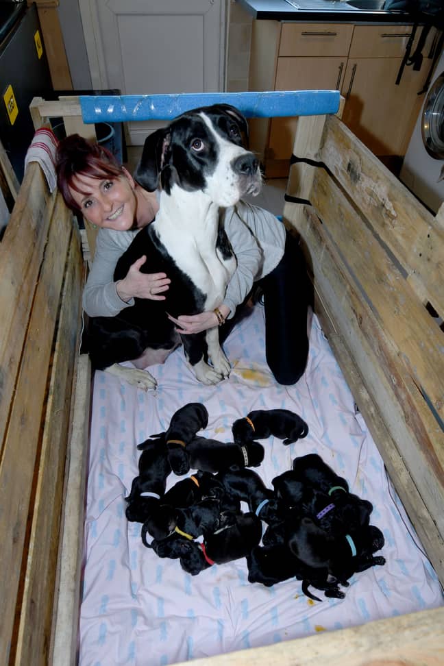 MJ and Joanne with the puppies. Credit: SWNS