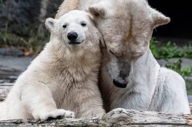 The world is becoming increasingly inhospitable for polar bears. Credit: PA