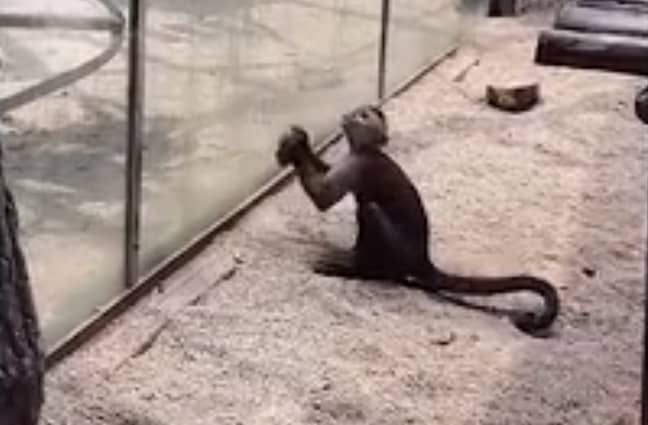 The monkey picks up the rock and begins smashing it against the glass. Credit: AsiaWire