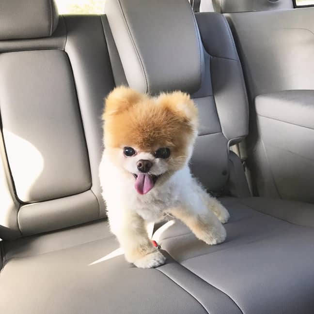 Boo's owners referred to him as the 'happiest dog' they'd ever met. Credit: Boo the Pomeranian/Facebook