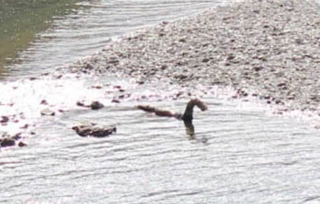 Here's a close up of the 'Loch Ness Monster'. Credit: SWNS