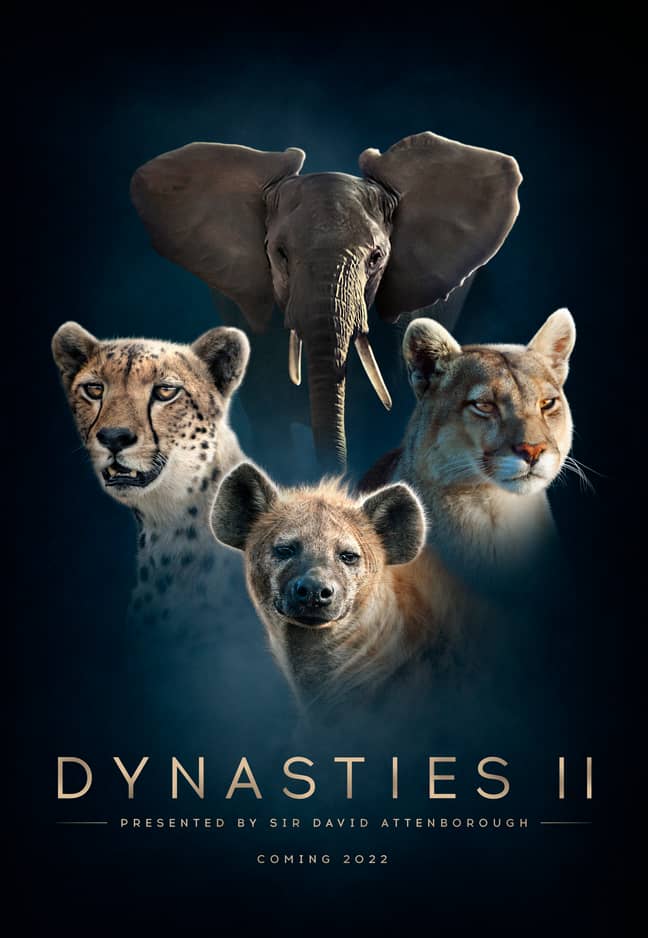 Dynasties is returning for a second series. Credit: BBC