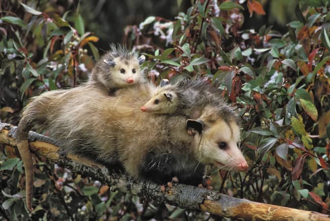 Opossums normally have thick fur to keep them warm. Credit: PA