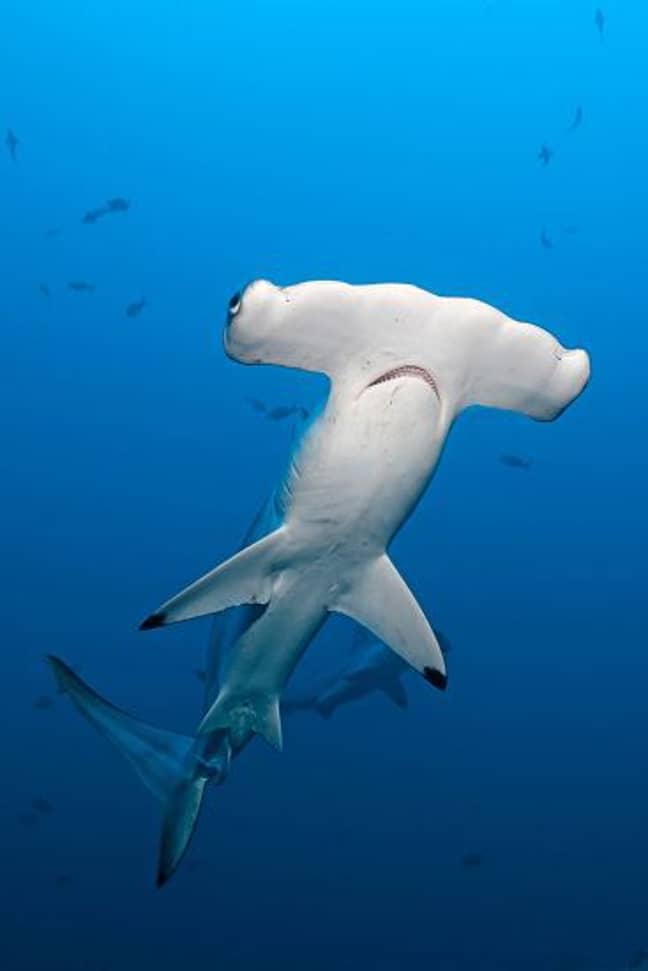 A hammerhead shark. Credit: Seatops/imageBROKER/Shutterstock