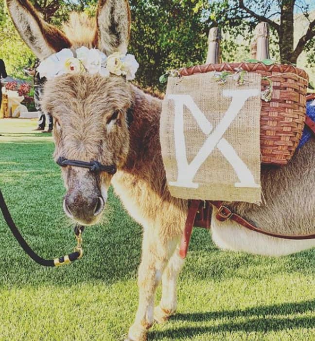 You can hire Zoey and Burrito to serve drinks at your next party. Credit: Little Burro Events/Instagram