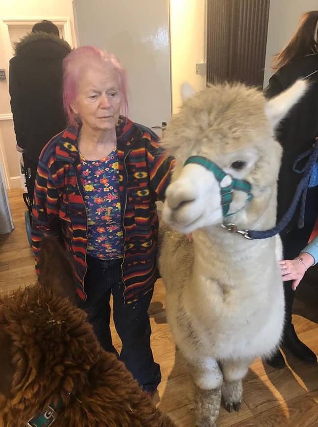 The 'therapy alpacas' visiting Hadleigh Nursing Home. Credit: Kingsley Healthcare
